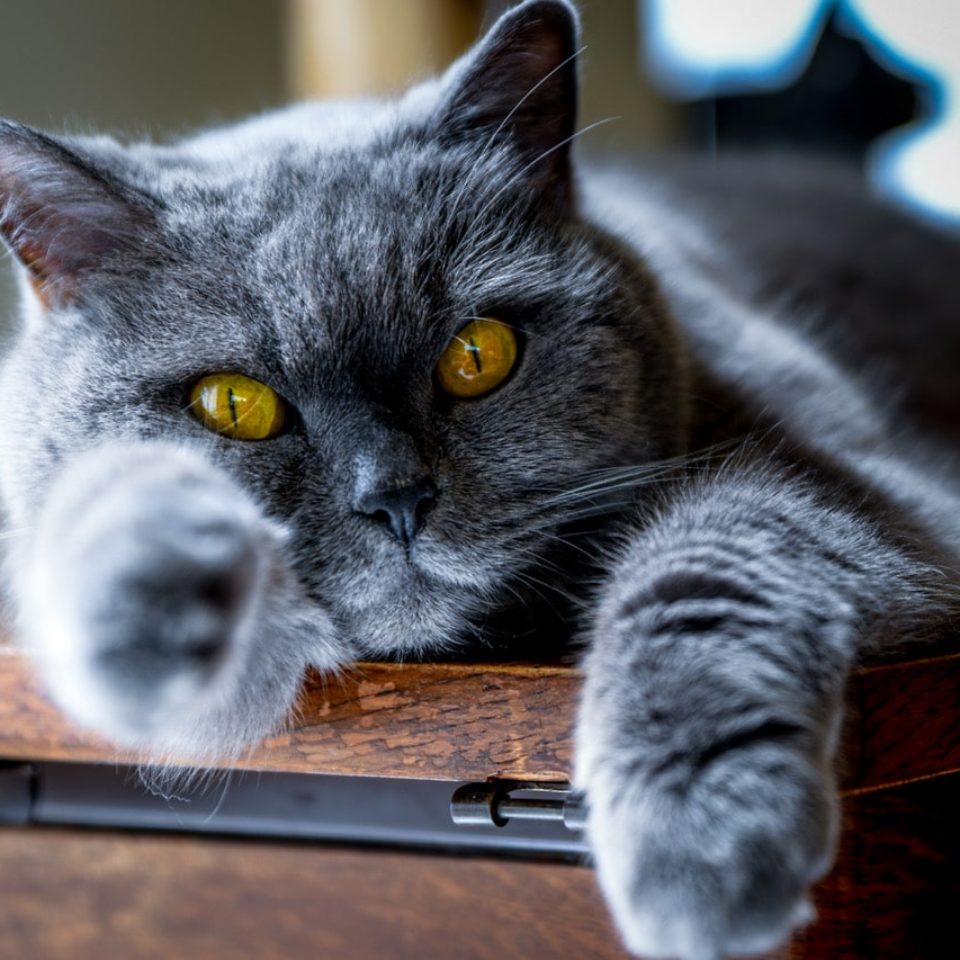 Dieren